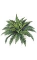 Ruffle Fern - 40 Fronds - 32 inches Width - Green - Bare Stem