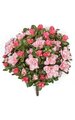 12 inches Azalea Bush - 154 Leaves - 14 Flowers - 54 Buds - Tutone Pink