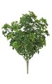 17 inches Parsley Bush - 10 inches Width - Tutone Green - Bare Stem