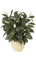 44" Spathiphyllum Bush - Soft Touch -  116 Green Leaves - 20 Cream/Green Flowers