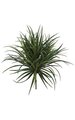 28 inches Outdoor Liriope Grass - 8 inches Stem - Tutone Green