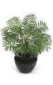 17" Neanthe Bella Palm - 26 Green Fronds- Bare Stem