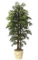 6' Parlour Palm - 3 Natural Trunks - 149 Fronds - Green - Weighted Base