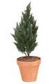 37 inches Small Cypress - 12 inches Width - Green - Bare Stem