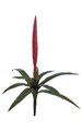27 inches Outdoor Tropical Vriesea Splendens Bromeliad - Fuchsia Flower - Bare Stem