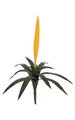 27 inches Outdoor Tropical Vriesea Splendens Bromeliad - 12 Green Leaves - Yellow Flower