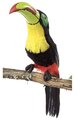 22 inches Toucan - Black