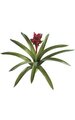 28" Guzmania - Natural Touch - 11 Leaves - 1 Flower - 27" Width - Green/Red