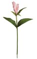 28 inches Ginger Stem - 2 Leaves - 2 Flowers - Pink