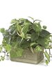 9 inches x 12 inches Potted Mixed Foliage - Green