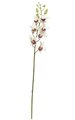 27 inches Dendrobium Orchid - White/Purple - 7 Flowers/Buds