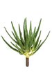 24 inches Plastic Agave Plant - Natural Touch - 24 inches Width - Bare Stem