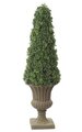 53" Ming Aralia Cone Topiary - Natural Trunk - Green - Weighted Base