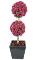 5 feet Azalea Double Ball Topiary - Natural Trunk - Beauty -Weighted Base