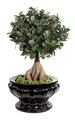 28 inches Artificial Panda Ficus Bonsai - Synthetic Trunk/Green Leaves