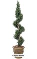 4' Podocarpus Spiral - Natural Trunk - Green - Weighted Base