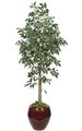 6' Benjamina Ficus Tree - 1,543 Green Leaves - 3' Wide - Weighted Base
