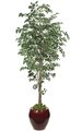 7' Benjamina Ficus Tree - 2,240 Green Leaves - 3.5' Wide - Weighted Base