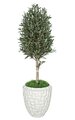 5 feet Outdoor Olive Tree Topiary - Natural Trunk - Weighted Base - Custom Made