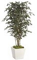 6.5' Beech Tree - Natural Trunk - Green/Black Leaves - 46" Width