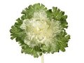 11 inches Large Japanese Cabbage/Kale Spray White/Green