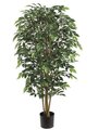 4 feet Nitida Ficus Tree Pot Green
