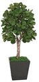 Fiddle Leaf Fig Tree - Natural Wood Trunks - 312 Leaves- Custom-Made
