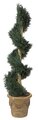 A-884 Custom Made Outdoor Juniper Spiral Topiary