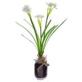 16" Narcissus w/Bulb in Glass Vase White