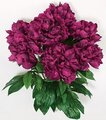 24" Peony Bush - 7 Flowers - Purple - Bare Stem