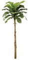 15' Banana Palm Tree - 23 Green Leaves - 1 Bud - Bare Stem