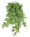 P-150790 32" Hanging Syngonium Bush - Soft Touch - Variegated Green