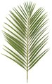 35" Areca Palm Branch - 42 Leaves - Green - FIRE RETARDANT