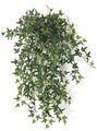 30" English Ivy Bush - 387 Green Leaves - 18" Width