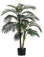 4 feet Golden Cane Palm Tree x2 w/22 Leaves in Plastic Pot Green