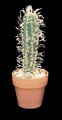 10 inches Saguaro Cactus-Artificial-Fake
