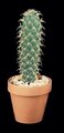 17" Organ Pipe Cactus