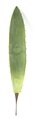 Large Agave Leaf Pick Sold in a set of 6