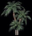 W-207   7' , 5' & ..5' Tall Trio Roebellinii Palm Set  with 3 Natural Preserved Aloe Trunks