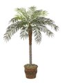 6' Phoenix Palm