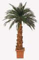 25' Preserved Canariensis Palm on natural trunk