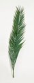 60"-70" Preserved Canariensis Palm Fronds (Set of 5)