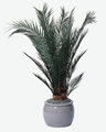 W-960 5.5 feet to 6 feet Preserved Canariensis Palm Bush