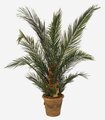7' Preserved Phoenix Palm