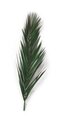 WR-4002 3 feet Preserved Canariensis Palm Frond  (Set of 5)