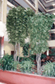 Custom Made Giant Faux Life Like Ficus Tree Select your height