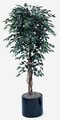 Custom Made 6' Ficus Tree