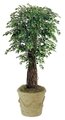 8' Mini Ficus Tree
