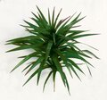 Tropical Faux Life Like Yucca Marginata Head