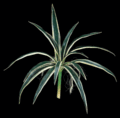 25 inches Agave Plant - Soft Touch - 15 Leaves - 38 inches Width - Variegated Green